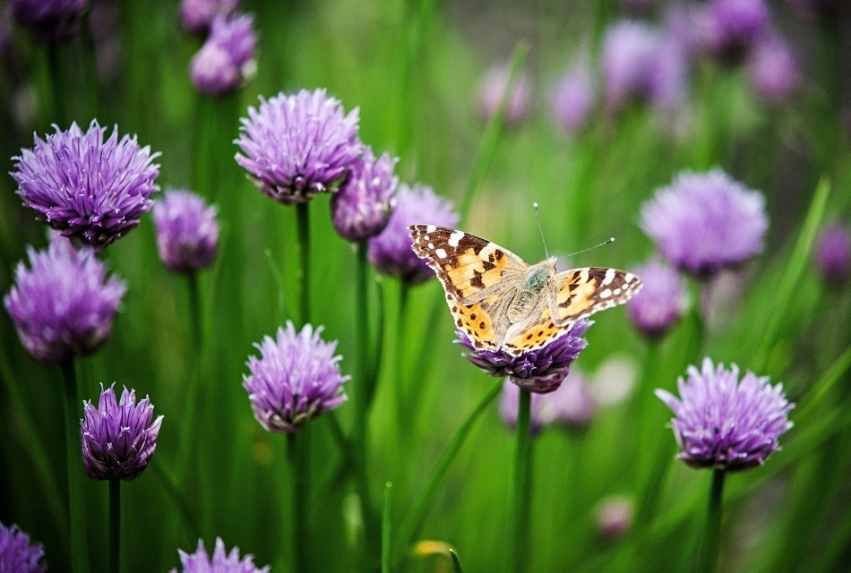 Opleidingen, cursussen en workshops